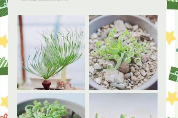 十二星座养的多肉植物有哪些