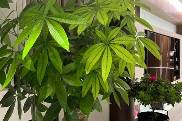生肖属兔求财财神放哪个方向 养什么植物最旺财