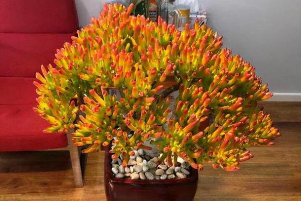生肖属兔求财财神放哪个方向 养什么植物最旺财