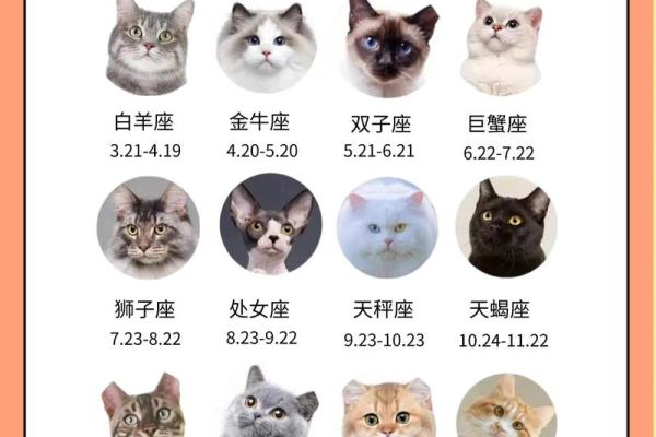 十二星座养什么猫适合