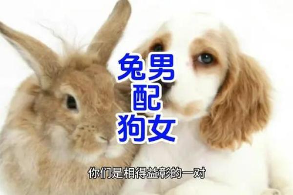 生肖属兔和属狗的合不合 相合配对指数
