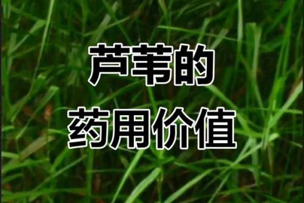 芦苇风水讲解