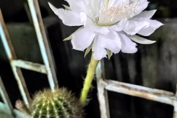 风水上铁树开花的意思