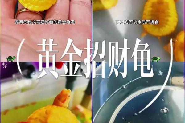 乌龟找财位,乌龟放在哪个方位旺财