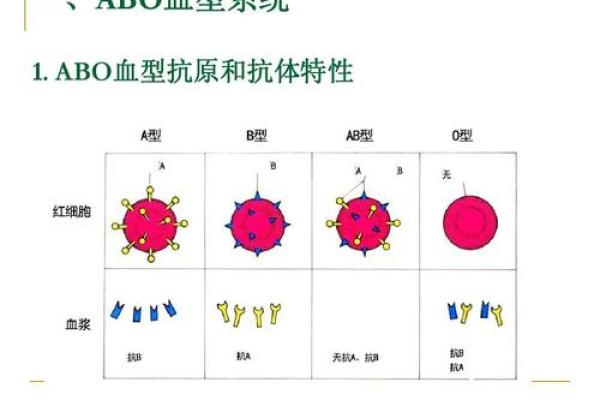 个人血型查询网 怎样查询个人血型