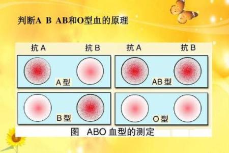 个人血型查询网 怎样查询个人血型