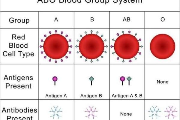 血型决定寿命长短？美国60万人研究发现：A型血60岁前或更易中风