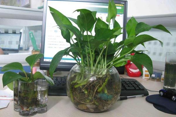 办公室花卉摆放风水 小小的一盆花也有讲究