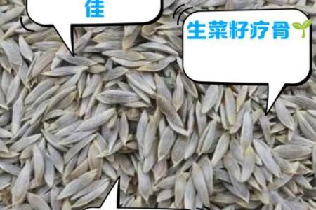 菜籽的风水作用