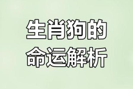1994年生肖狗命的八字分析与运势预测