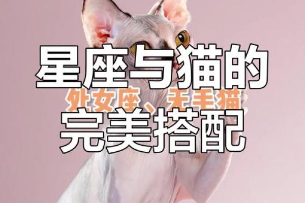 星座最适合什么猫类