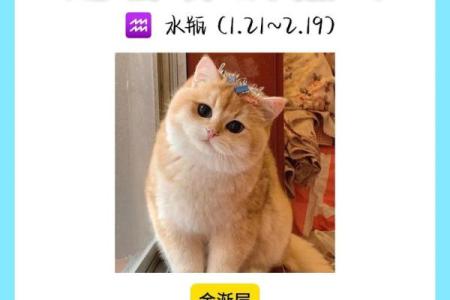 星座最适合什么猫类