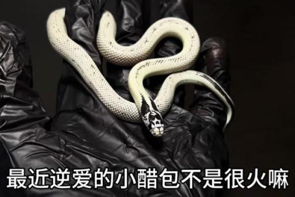 算卦蛇缠牛咬死不放  算命说蛇缠身