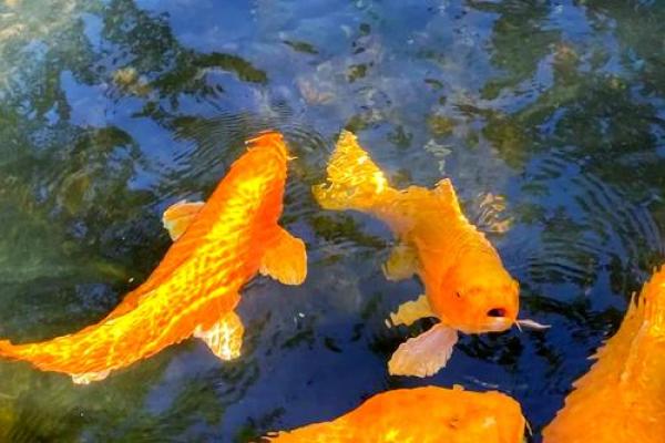 锦鲤鱼混养风水