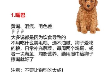 贵宾犬的八字特点及解析