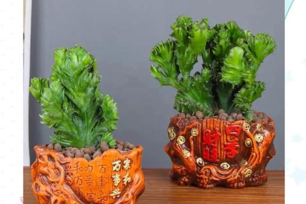 玉麒麟风水风水作用是什么摆放禁忌