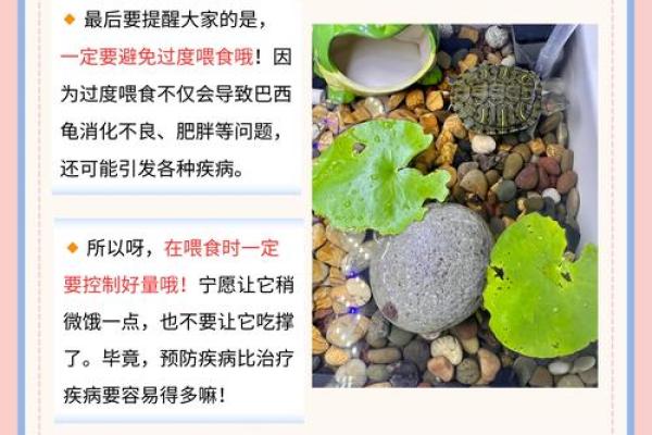 哪个生肖不宜养龟风水