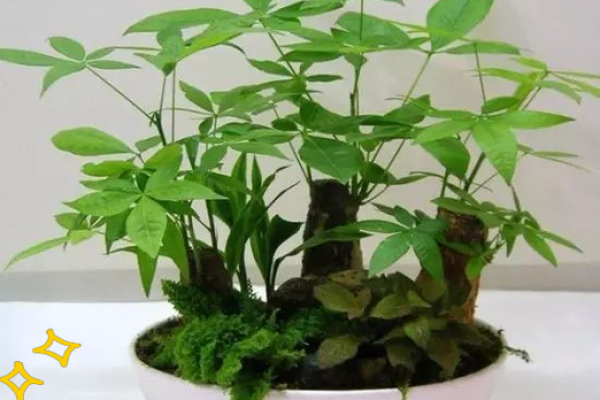 家居生活中风水植物与健康开运