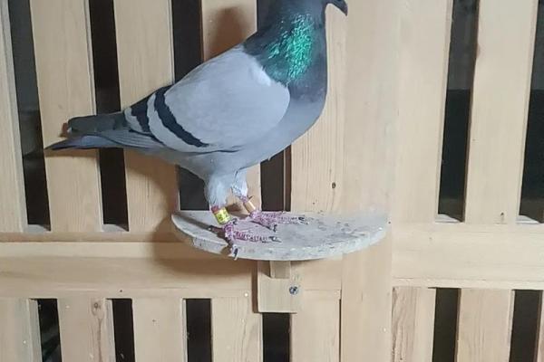 养鸽子与风水家庭和谐的源泉