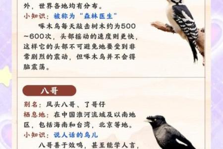测试小鸟的名字吉凶