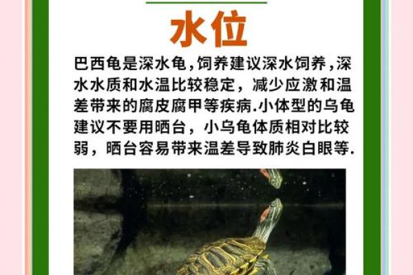 养龟风水_为什么卧室里面不能养乌龟