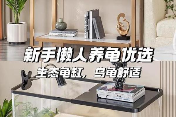 养龟风水_为什么卧室里面不能养乌龟