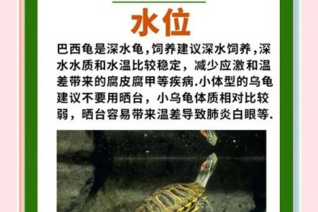 养龟风水_为什么卧室里面不能养乌龟