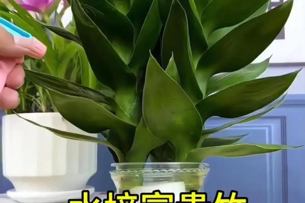 家中养富贵竹风水有讲究