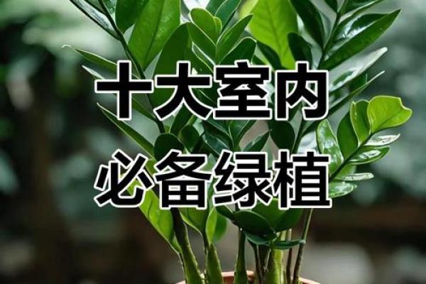 阳台植物摆放旺财风水 阳台植物摆放旺财风水