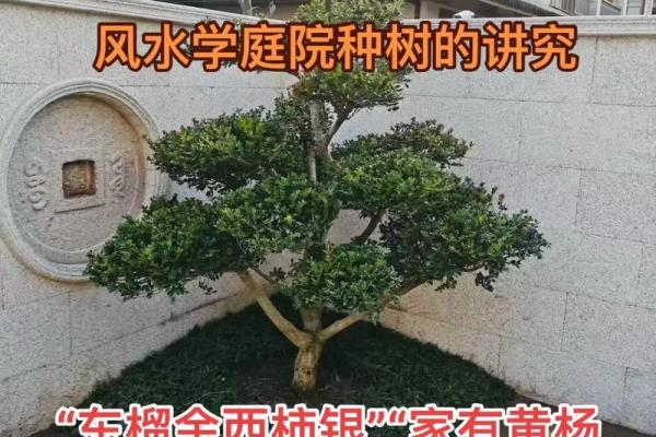 庭院风水树有哪些 庭院种什么树风水好